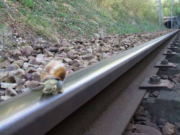PHOTO INSOLITE N°2 : "Un voleur de cuivre pris en flag".